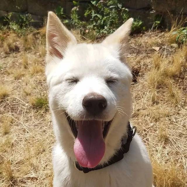 006年是火狗还是土狗，2006年11月3日是什么命"