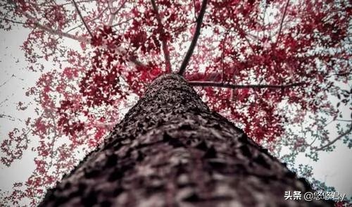 0属猴用微信头像招财，招财猴子微信头像图片"