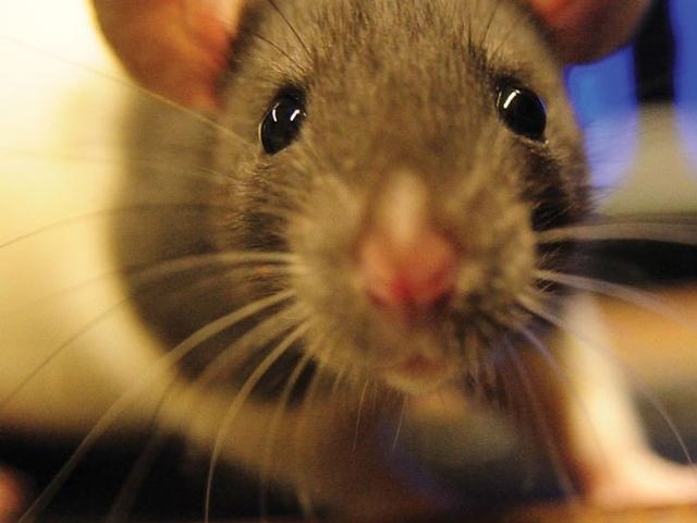 属鼠的6合贵人,生肖戴三合好还是6合好