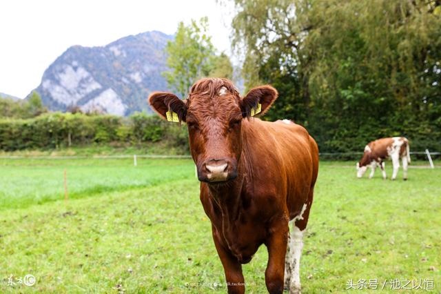 022年属牛缺什么五行，73年属牛人45岁后财运"