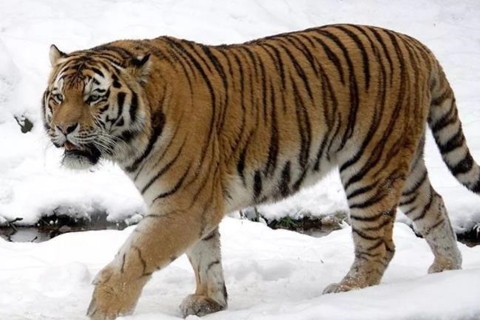 6年虎今年运势如何,86年虎2023年运势如何"