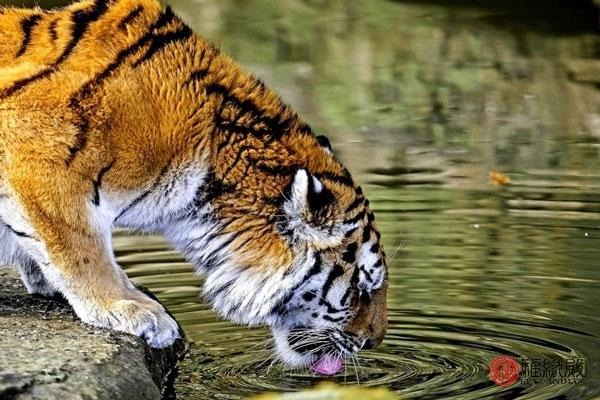 4年属虎女几次婚姻,74年虎女48岁一生的坎年"