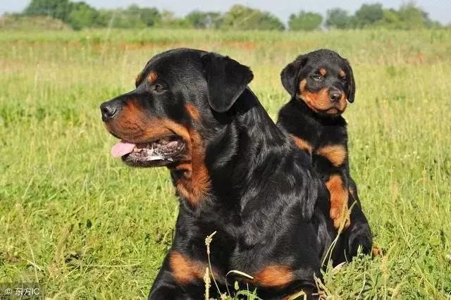 壬辰日出生月份看富贵,农历月份属相对照表