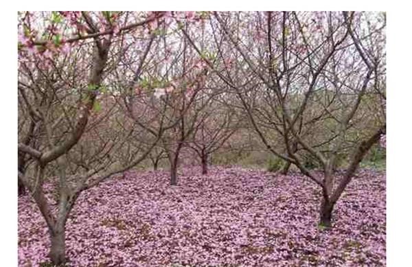 958年属狗婚外情，属狗男人对情人咋样"