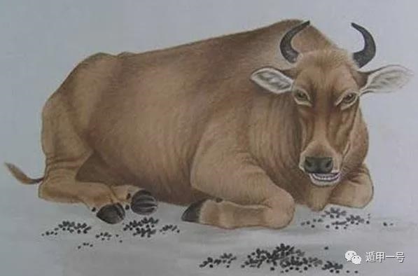 961年属牛2022年运势，1973年属牛48岁2022