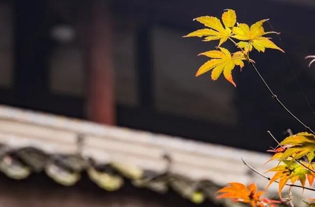 算命说一个女子贵气，八字女命看富贵