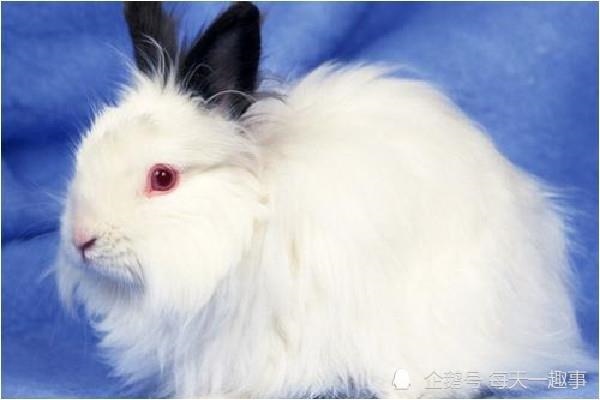 属兔父母相克的子女属相,妈妈属兔孩子属鸡会相害吗