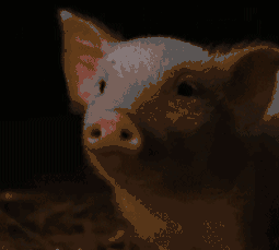 犯太岁带朱砂好吗，朱砂本命佛可以化太岁吗