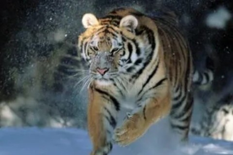 4年属虎人运势,2022