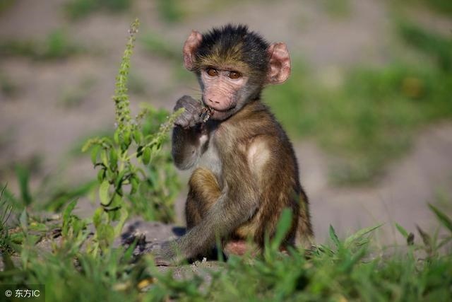 属猴人一生有几次劫难,农历生日看一生命运