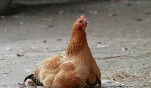 属鸡女一生有几次婚姻，81年属鸡男一生感情