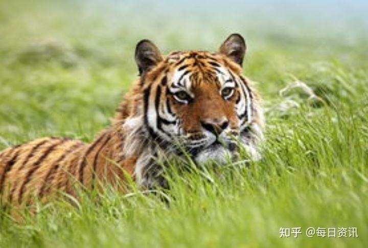 虎今年运势及财运2022，74年属虎2022 年鼠年运势