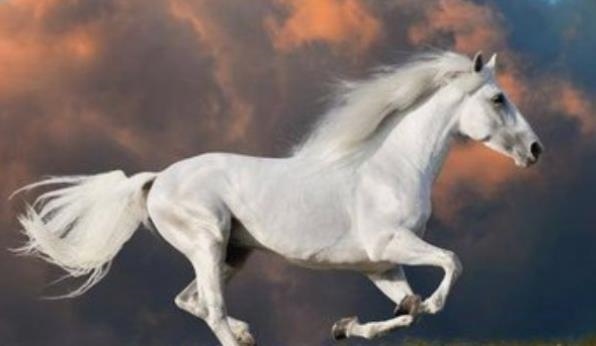 属马女与属羊男结婚好吗，属虎女和属龙男的婚配好不好