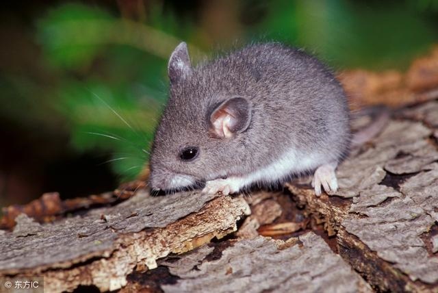 七月生属鼠苦命，2022 属鼠出世会旺父母