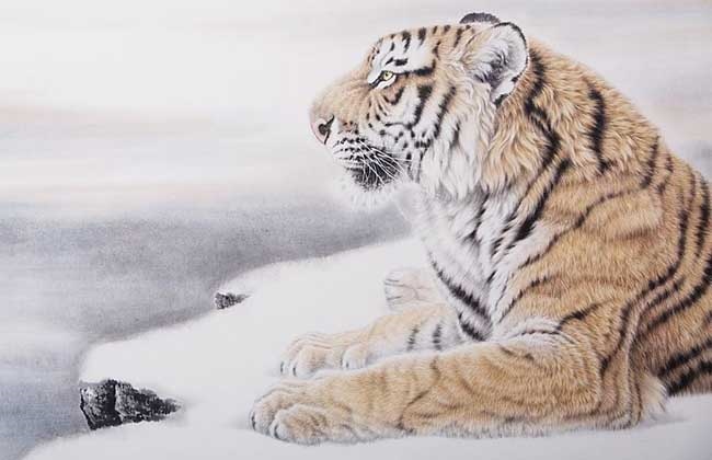 属虎和什么相克，98虎男跟97牛女配吗