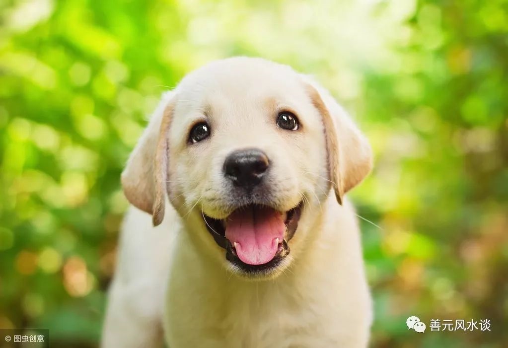 970年狗二次婚姻如何,1970年的狗婚姻一生有几次"