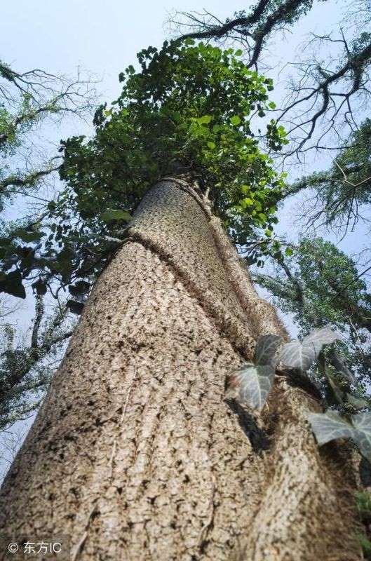 癸水七杀为最凶，紫微七杀在巳