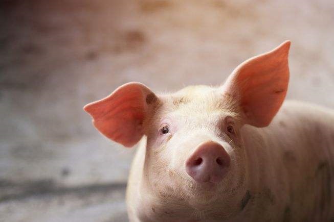 7年兔和95年猪，87年兔和95年猪婚姻配吗"