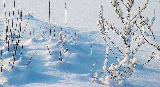 戊申与什么日柱配，戊申日柱是自己搞对象