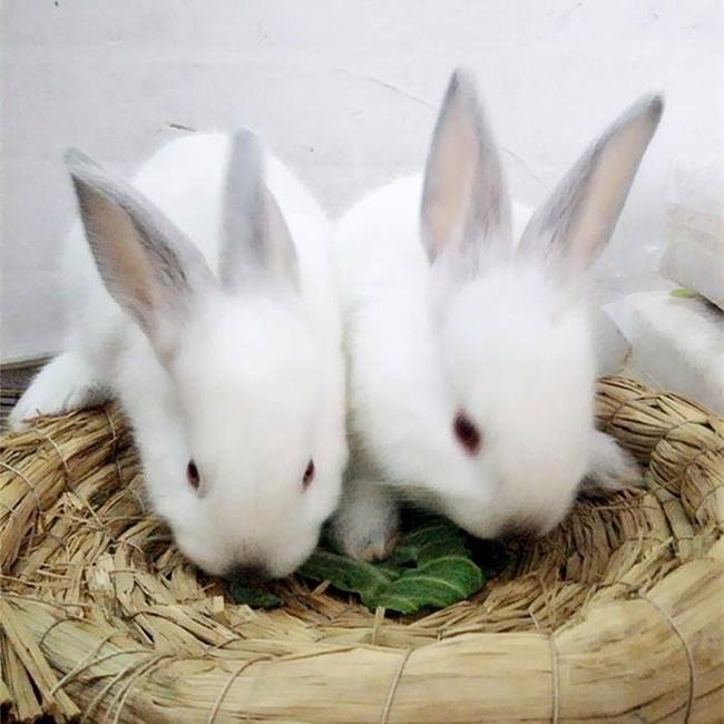 属兔今年多大了,属兔今年多大年龄2022