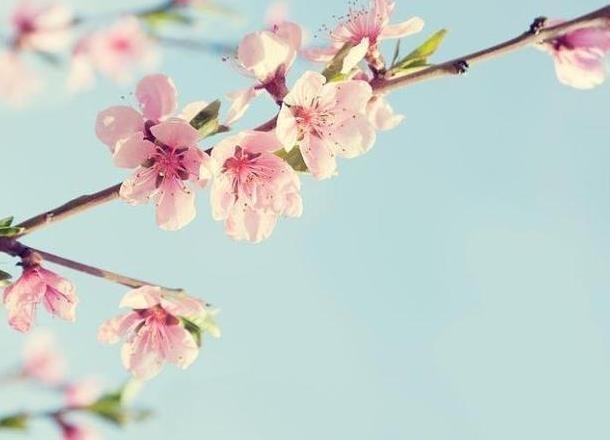 测测今年的桃花运，免费算正缘桃花何时到