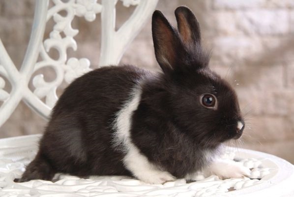 7年属兔今年多大,87年属兔的是什么命运"