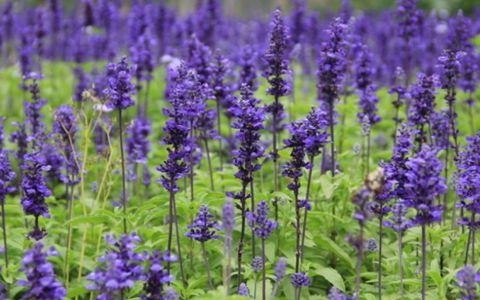 8年虎女2022年运势如何,98年属虎人命里缺儿子"