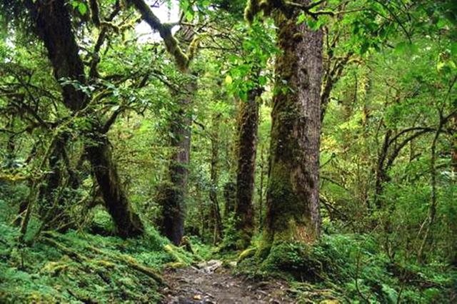 白天虎和晚上虎谁凶，属虎的女人几月会克夫