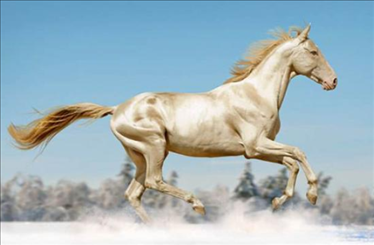 属龙和属马姻缘和财运，88年属龙和属龙的合不合