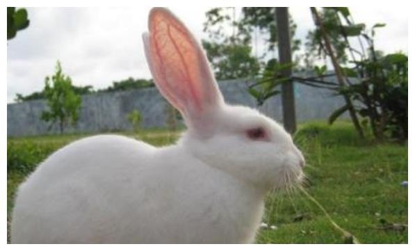 属兔的几月出生最不好,属兔男哪个时辰出生更好