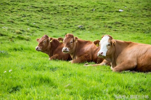 女属牛十一月出生好吗，羊男鼠女婚姻配对查询