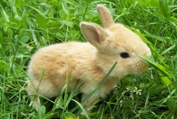 属鼠跟兔合得来吗，男鼠和女兔是天生一对吗