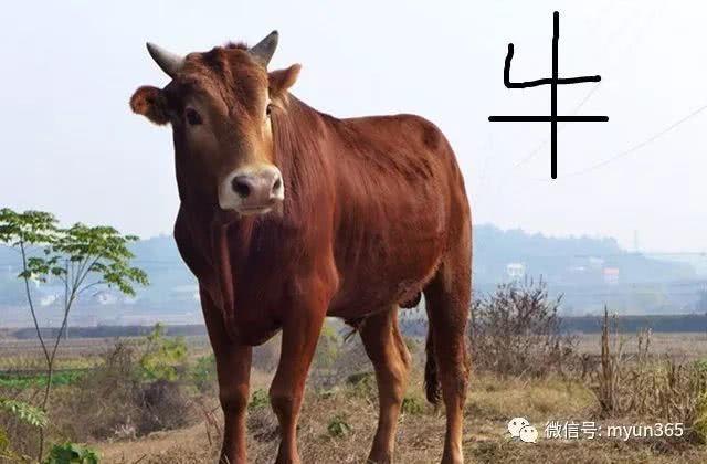 属牛的和啥属相相克，蛇与什么属相相克相冲