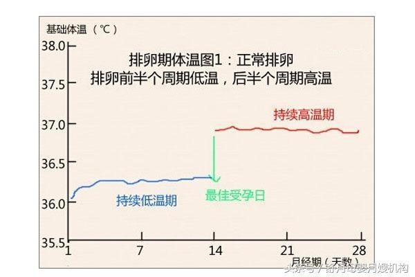 生女孩的科学备孕 *** 及时间，月经干净了第几天排卵
