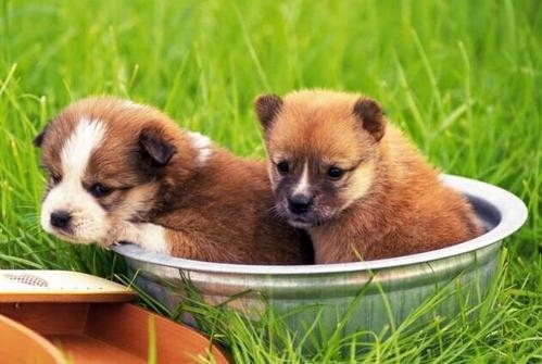 属狗是哪一年出生的今年多大,1982年属狗2022 年多大