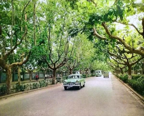 共和国甲寅年是哪一年，甲寅年是哪一年属什么