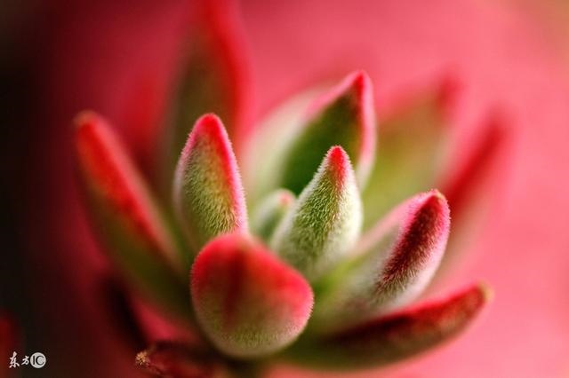 财格什么情况走比劫运，从财格走比劫运