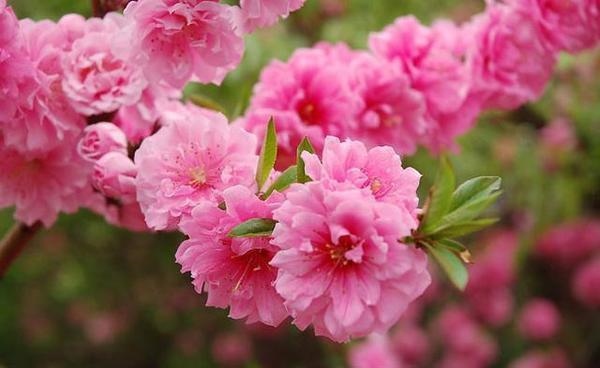 958年属狗婚外情，属狗男人对情人咋样"