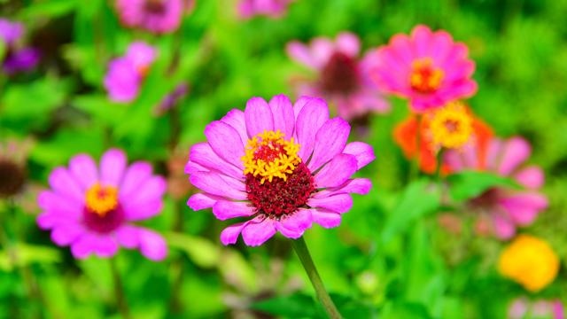 狮子座被哪个星座吃得死死的，被天秤女吃得死死的星座