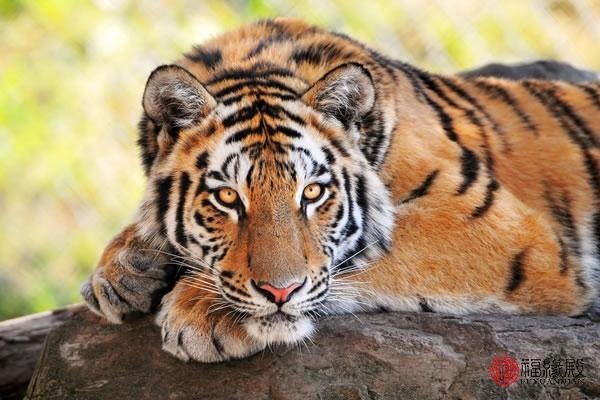 974年属虎男的感情运势,74年属虎人2022年运程"