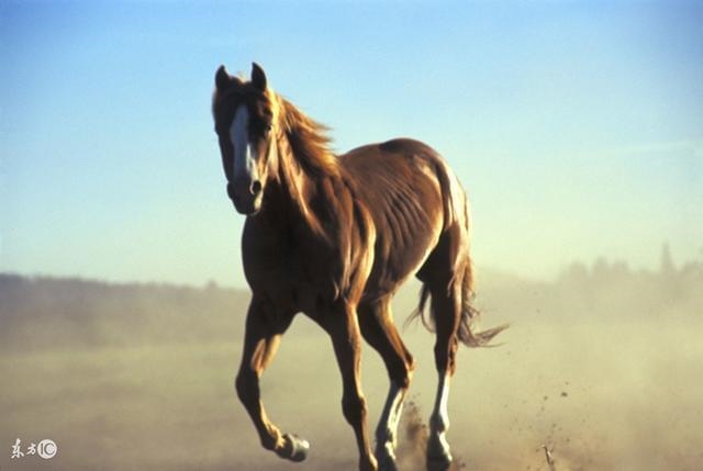 属马人几月出生更好命，1978年属马几月出生好