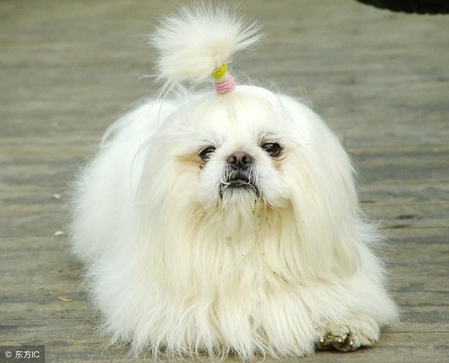 982年属狗的四月出生的命运,1982年润后四月生人"