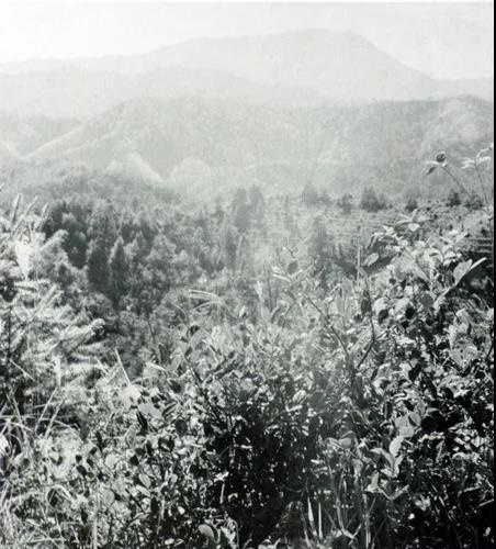 8年二月虎的命运,98年3月份的虎"