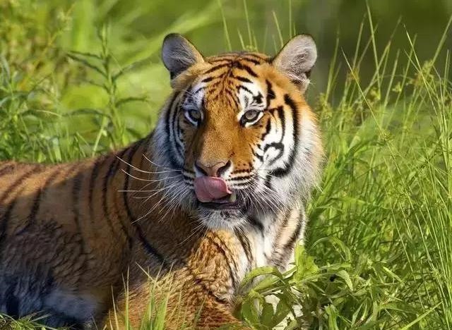 4年的虎什么时候运气才会好,1974年属虎的十年大运"