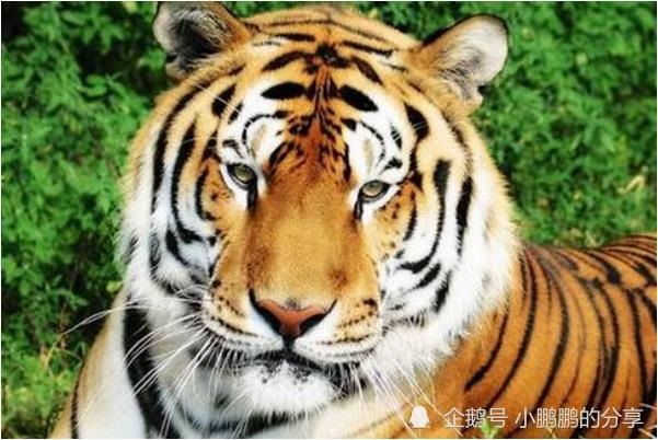 属虎的农历几月份出生比较好，2022年农历几月出生的虎宝宝好