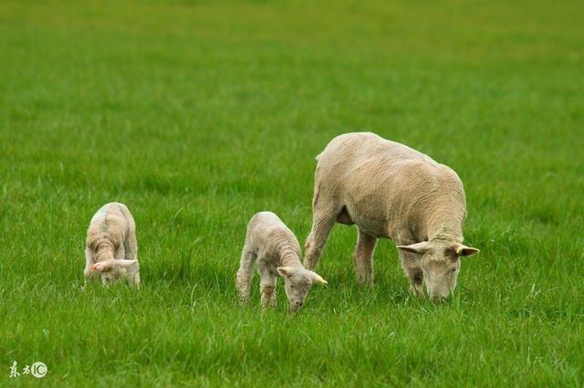 生肖羊明年运势，属羊人2022年怎么样