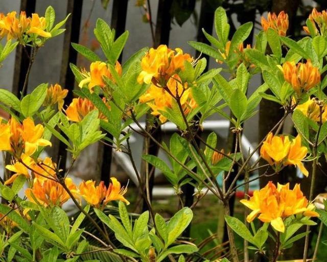 女属虎戴什么颜色水晶好，属虎的人佩戴金猪好吗