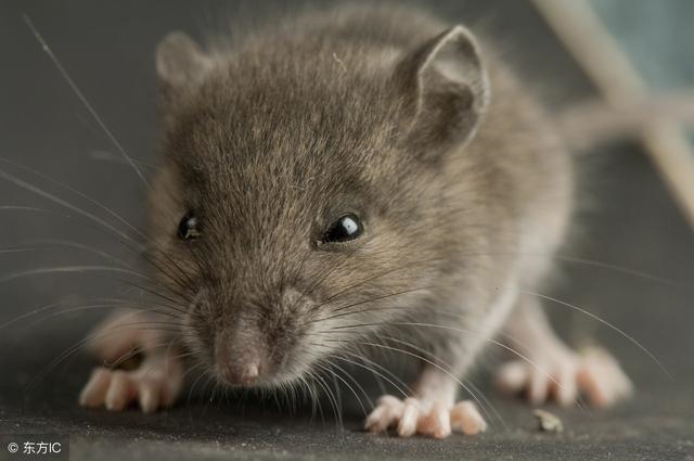 4年鼠女37岁十月份运势，八字测算免费"