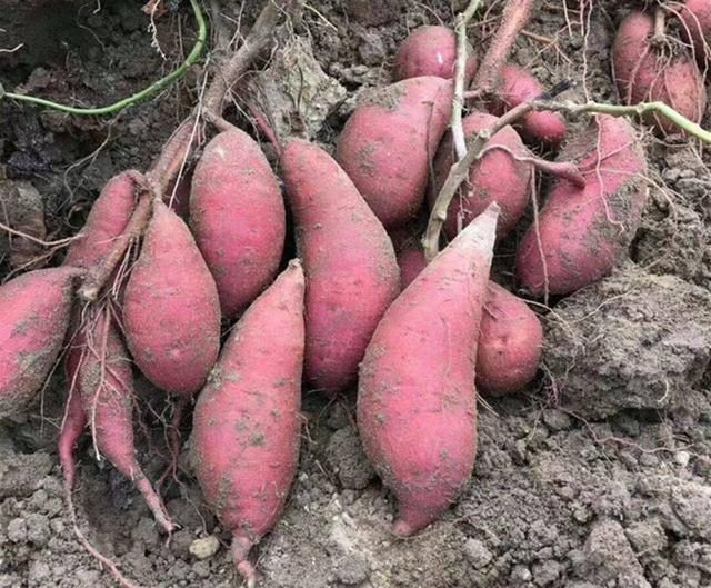 白天虎和晚上虎谁凶，属虎的女人几月会克夫