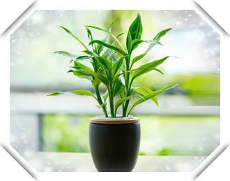 1年的猪女哪年走大运，71属猪女几月出生不好"